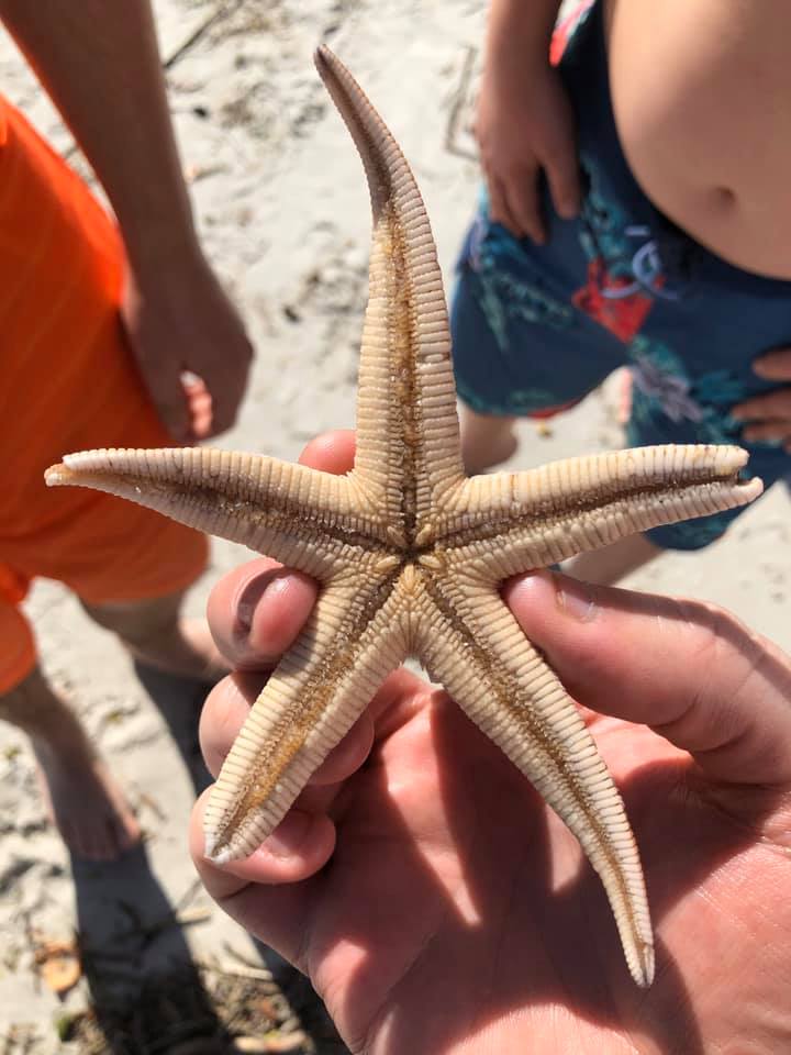 Starfish